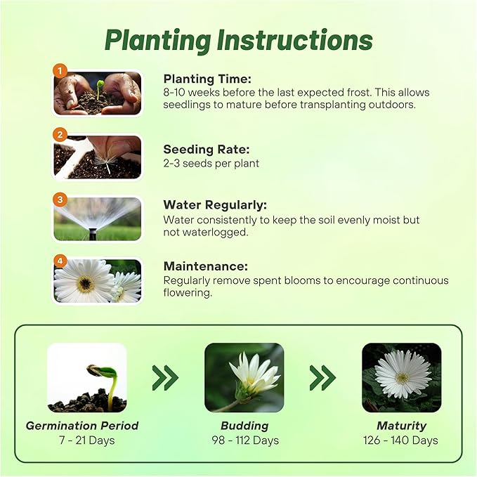 Outsidepride Vanilla Gerbera Seeds - 20 Pcs Perennial, Compact & Low Maintenance, Flower Seeds for Planting w/Vibrant White Blooms, Ideal for Garden Landscaping & Cut Flower Arrangements