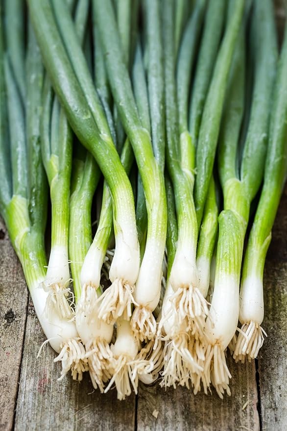 CEMEHA SEEDS - Seeds Green Welsh Onion Bunching Non GMO Vegetable for Planting