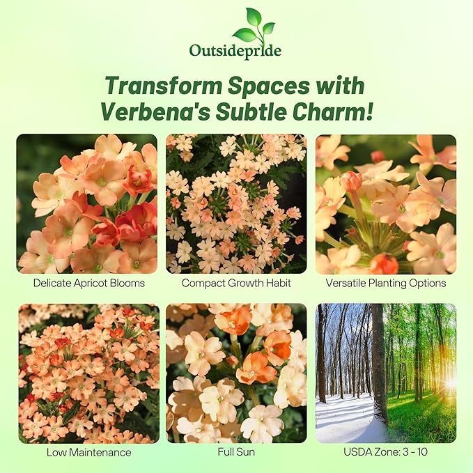Outsidepride Apricot Verbena Seeds for Planting - 1000 Pcs. Annual, Drought Tolerant & Easy to Grow, Ground Cover with Fragrant & Vibrant Blooms for Window Boxes, Borders & Pollinator Gardens