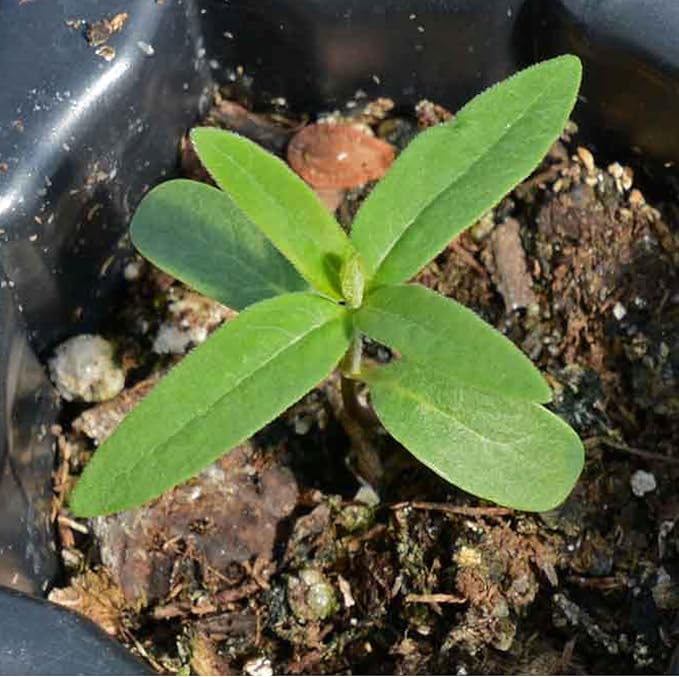 Seed Needs Showy Milkweed Seeds for Planting - Untreated & Open Pollinated, Attracts Monarch Butterflies in a Butterfly Garden (2 Packs)