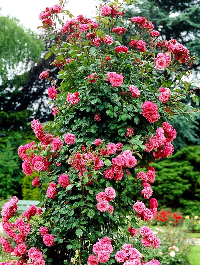 100+ Mix Climbing Rose Seeds for Planting Outdoors Ornamental Climbing Flowers Rosa Bush Vine Climber Long-Blooming