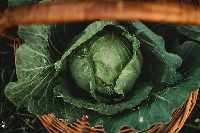 Copenhagen Market Cabbage - 100 Seeds - Heirloom & Open-Pollinated Variety, Non-GMO Vegetable Seeds for Planting Outdoors in The Home Garden, Thresh Seed Company