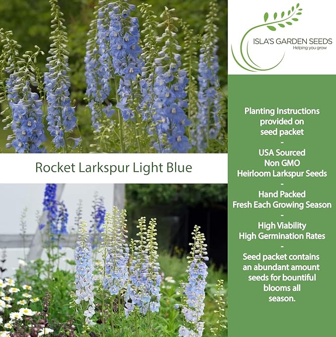 Larkspur Rocket Light Blue Flower Seeds (Delphinium ajacis) – 250+ Heirloom Non-GMO Seeds by Isla’s Garden Seeds, Tall Spikes for Cut Flowers, Cottage Garden Favorite, Cool-Season Annual Blooms