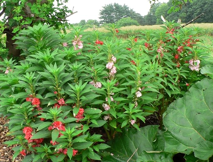 Balsam Garden Mix Seeds – Impatiens Balsamina | Heirloom Touch-Me-Not Flowers | Easy-to-Grow Annual for Vibrant Blooms