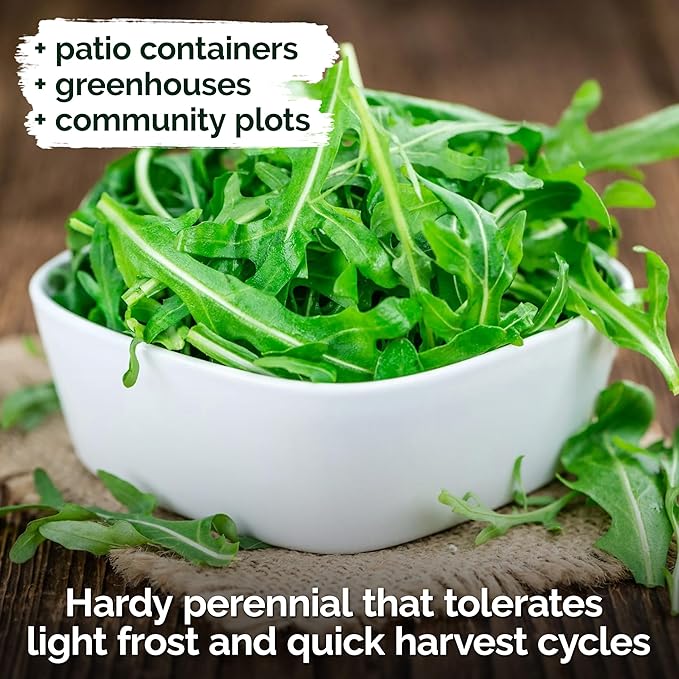 KVITER 2500 Roquette Arugula Seeds (Diplotaxis tenuifolia) - Arugula Fresh Organic & Non GMO Perennial Seed, Wild/Wall Rocket - Heirloom Herb Seeds for Planting in Outdoor & Indoor Garden