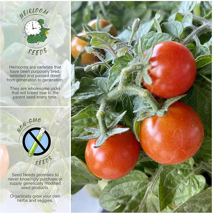 Seed Needs Tiny Tim Tomato Seeds for Planting Dwarf Cherry Tomatoes - Non-GMO Heirloom & Untreated Veggie Seed to Plant a Home Grown Outdoor Vegetable Garden (1 Pack)