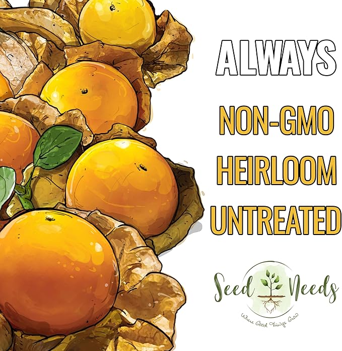 Seed Needs Ground Cherry Tomatillo Seeds for Planting - Non-GMO, Heirloom & Untreated Physalis pruinosa - Edible Cape Gooseberry/Golden Berries to Grow an Outdoor Vegetable Garden (5 Packs)