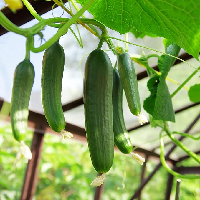 The Old Farmer's Almanac Heirloom Tendergreen Burpless Cucumber Seeds - Premium Non-GMO, Open Pollinated, Heirloom, USA Origin (1 Packet (2 Grams - Approx 60 Seeds))