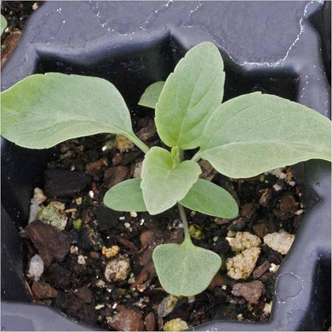 Seed Needs Sapphire Blue Sage Seeds for Planting - Heirloom & Open Pollinated Salvia - Grow a Butterfly Garden with Perennial Flowering Plants (1 Pack)