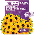 KVITER 10,000 Black Eyed Susan Seeds for Planting (Rudbeckia hirta) – Gloriosa Daisy Wildflower Seed, Heirloom, Non-GMO & Organic – Flower Seeds to Plant Outside & Inside, Borders, Containers