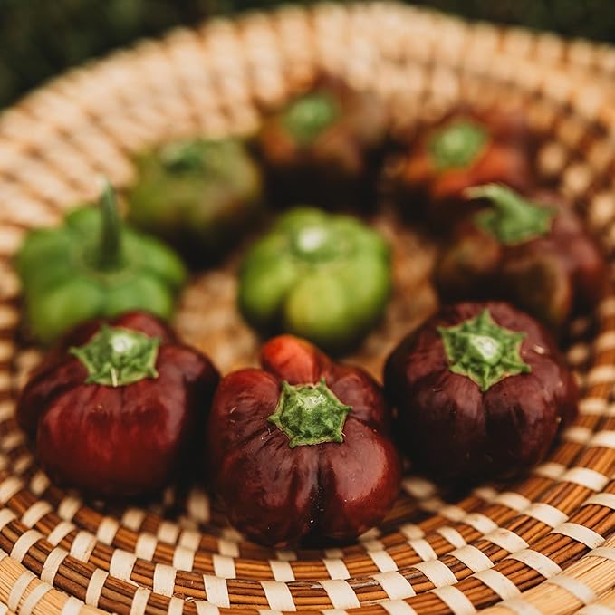Chocolate Mini Bell Pepper - 25 Seeds - Heirloom Snacking Pepper, Small Chocolate Bell Peppers, Non-GMO, Heirloom Mini Bell Pepper Seeds for Planting in The Home Garden, Thresh Seed Company