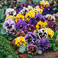 Mix Pansy Seeds for Planting - 200 Non-GMO Heirloom Flower Seeds Attract Butterflies & Open Pollinated