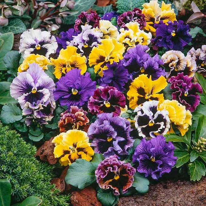Mix Pansy Seeds for Planting - 200 Non-GMO Heirloom Flower Seeds Attract Butterflies & Open Pollinated