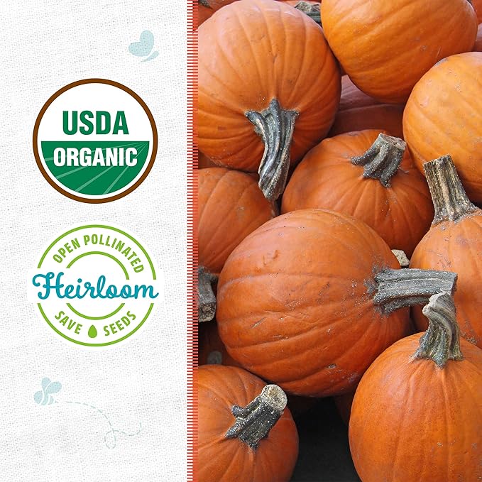 Back to The Roots 100% Organic Seed Packet - Pumpkin 'Small Sugar' 2.5g
