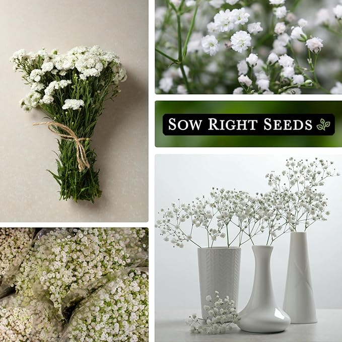 Sow Right Seeds - Annual Baby’s Breath Seeds for Planting - Non-GMO White Flowers Heirloom Packet with Instructions to Plant in Your Home Garden - Snow Like Blooms - Fresh and Dried Cut Flower (4)