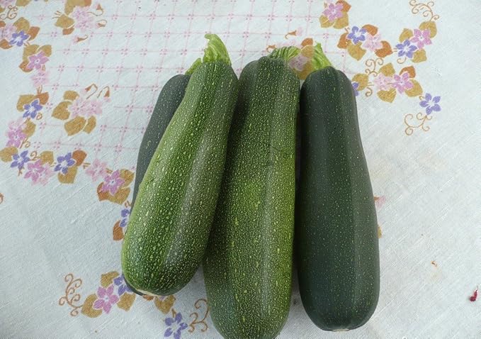 CEMEHA SEEDS - Seeds Light Green Zucchini Courgette Squash 36 Days Non GMO Vegetable for Planting