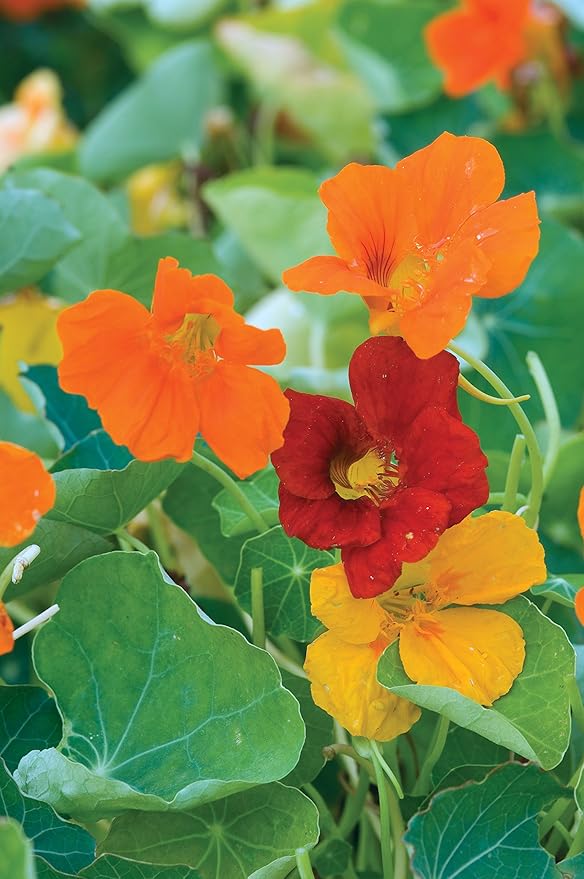 Burpee Double Gleam Mixed Colors Nasturtium Seeds 50 seeds