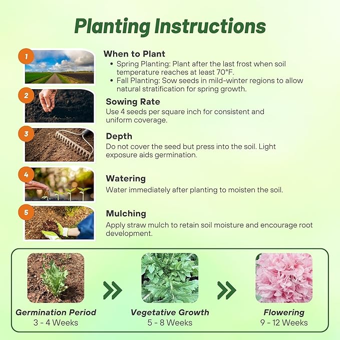 Outsidepride Peony Pale Rose Poppy Seeds for Planting - 10,000 Pcs Annual, Drought-Tolerant & Easy to Grow Wildflower Seeds with Vibrant Light Pink Blooms for Landscaping, & Pollinator Garden