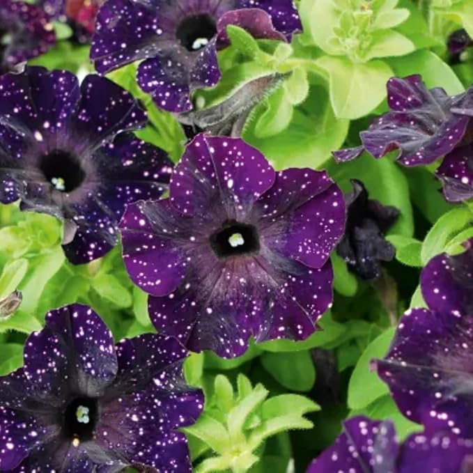 1000+ Mixed Petunia Seeds for Planting - Dwarf Wave Petunia Flower Seeds for Home Garden Non-GMO Heirloom Flower