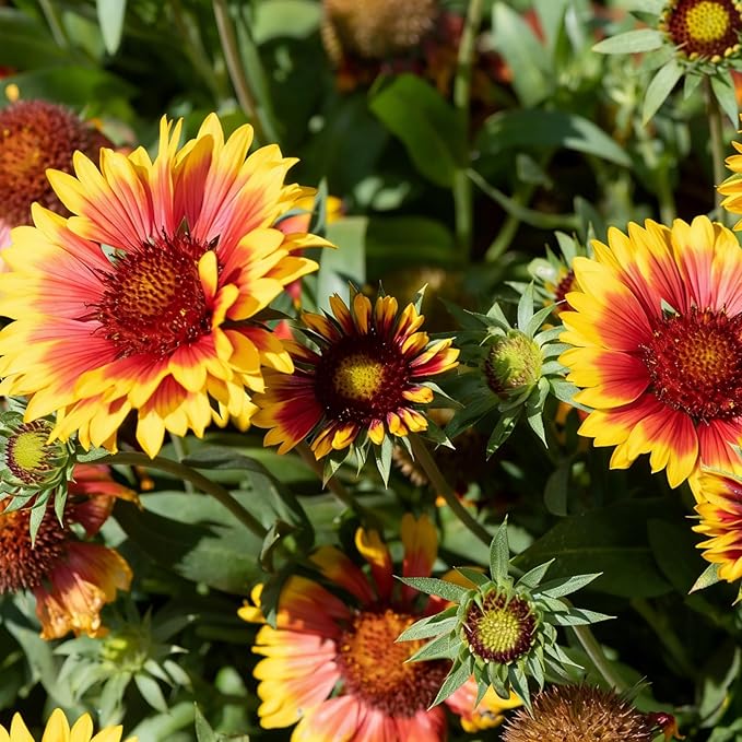 Mixrug Mix Blanket Flower Seeds for Planting, 300pcs Blanket Gaillardia Perennial Flower Seeds Non-GMO Heirloom Rare Plants, Beauty Home Garden for Outdoors