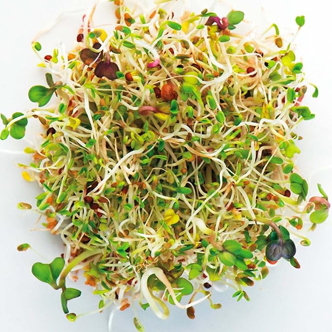 Todd's Seeds Superfood, Beginner's Sprouting Seed Mix for Microgreens, 1 LB, Heirloom, Non-GMO, Purple Kohlrabi, Collards, Radish Seeds, Turnip and Broccoli Seeds Salad Mix (1 Pound)