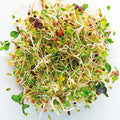 Todd's Seeds Superfood, Beginner's Sprouting Seed Mix for Microgreens, 1 LB, Heirloom, Non-GMO, Purple Kohlrabi, Collards, Radish Seeds, Turnip and Broccoli Seeds Salad Mix (1 Pound)