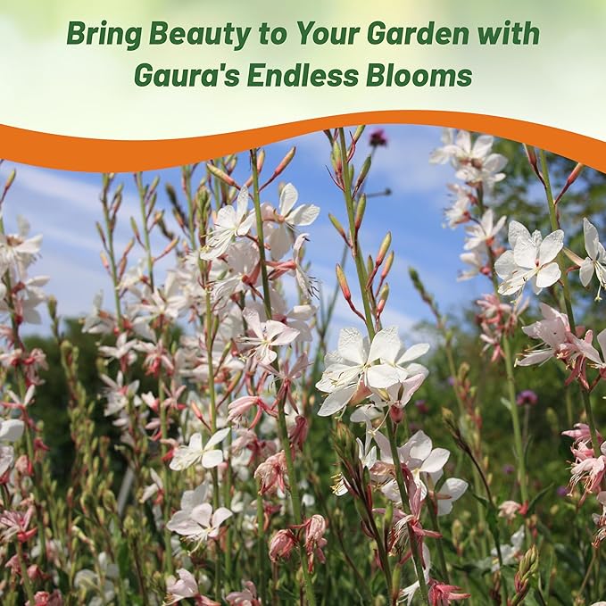 Outsidepride Gaura Seeds - 400 Pcs. Perennial, Drought Tolerant & Low Maintenance, Flower Seeds for Planting Easy to Grow, Vibrant & Tall White-Pink Blooms for Xeriscaping & Pollinator Gardens