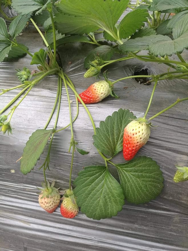 Sweet Red Strawberry Seeds 300pcs for Home Garden Planting