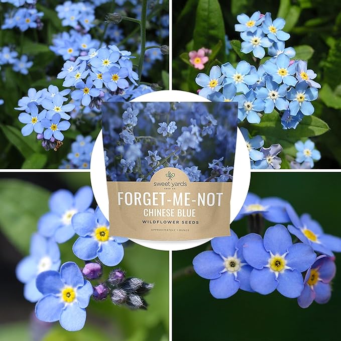 Chinese Forget Me Not Wildflower Seeds - Bulk 1 Ounce Packet - Over 5,500 Open Pollinated Seeds - Blue Cynoglossum amabile