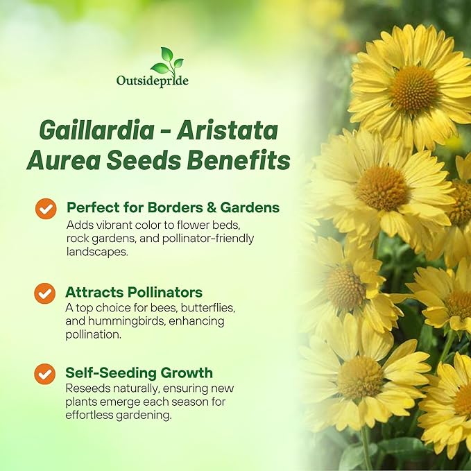 Outsidepride Gaillardia Aristata Aurea Pura Blanket Flower Seeds for Planting - 1000 Pcs Perennial Wildflower Seeds, Drought-Tolerant for Xeriscaping, Borders, Pollinator Gardens, or Wildflower Mixes