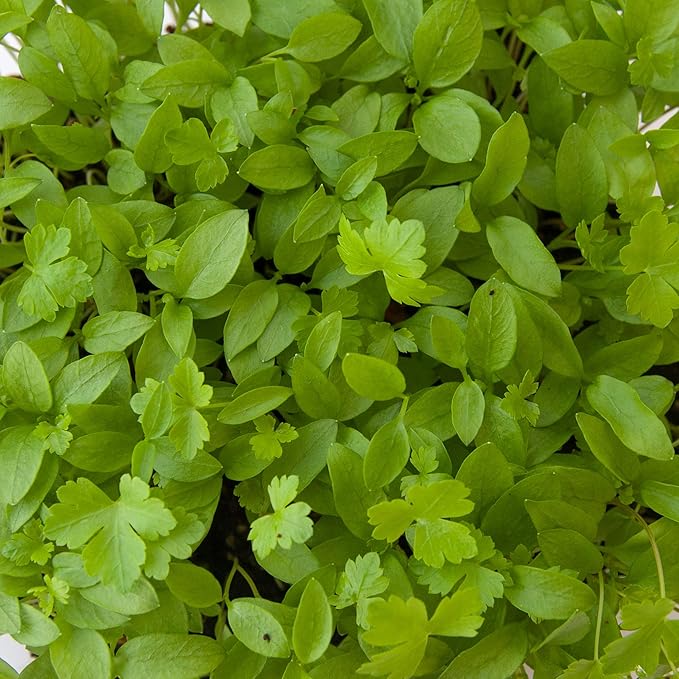 Parsley Microgreens Seeds - 1 Lb ~288,000 Seeds - Grow Non-GMO Micro Parsley Herb Greens - Premium Seed - High Germination Rate