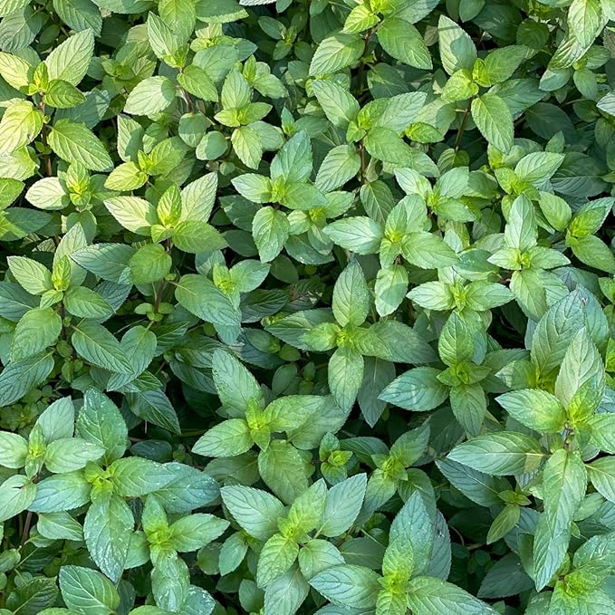 4 Live Chocolate Mint Plants, Herb Mint Plants Live, 4-8 Inch Tall Herbs Starter Plant for Home Garden, Container Grow, No Pot