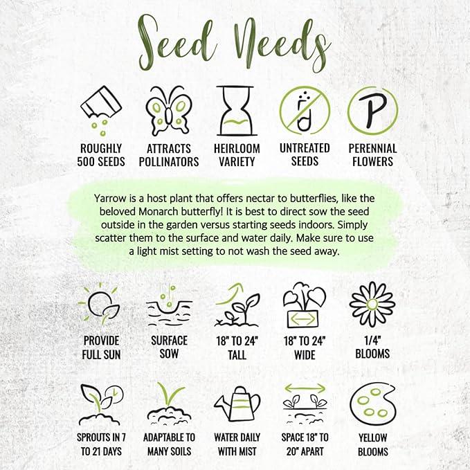 Seed Needs Gold Yarrow Seeds for Planting Yellow Achillea filipendulina - Heirloom & Open Pollinated Perennial Flowers to Attract Monarch Butterflies to a Butterfly Garden (5 Packs)