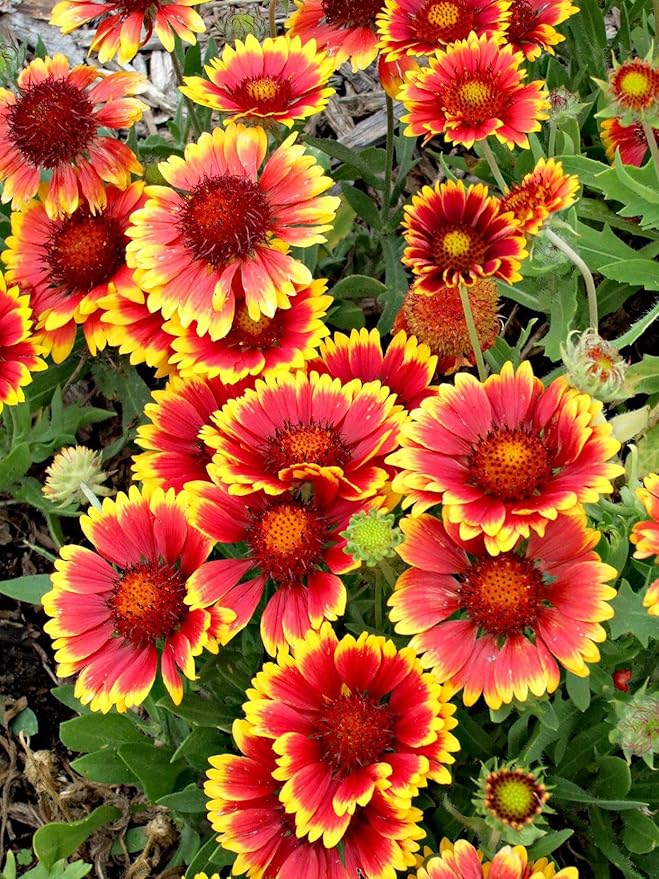 1000 Heirloom Indian Blanket Flower Seeds for Planting 2 Grams of Seeds Gaillardia Pulchella USA Harvested pollinator bee Butterfly