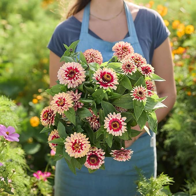 Eden Brothers Zinnia Seeds - Swizzle Cherry & Ivory