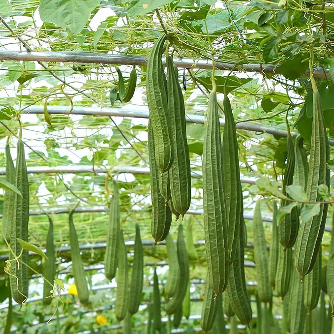 NYGardenia 20 Ridged Sponge Gourd Seeds – Angled Luffa Heirloom Vegetable for Home Gardens, Non-GMO and Easy to Grow