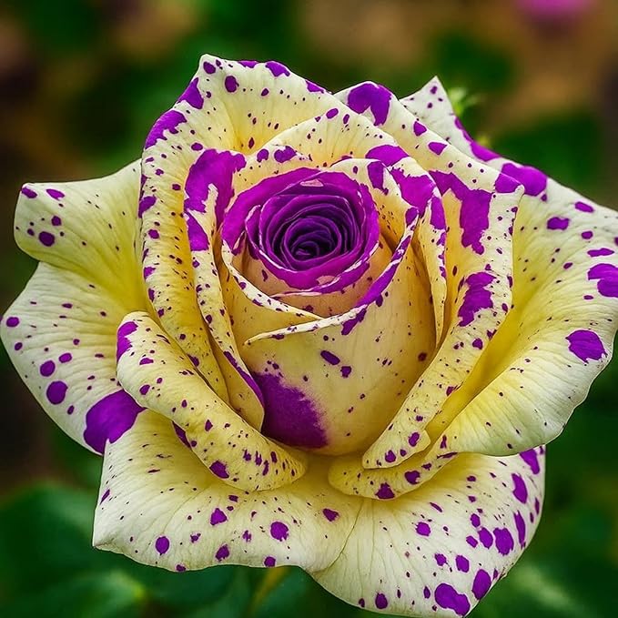 150+ Rare Rose Seeds for Planting - Heirloom Rose Seeds Bushes Gardening Bush Vine Climber Long-Blooming Beautiful Flower Potted Plant Home Garden