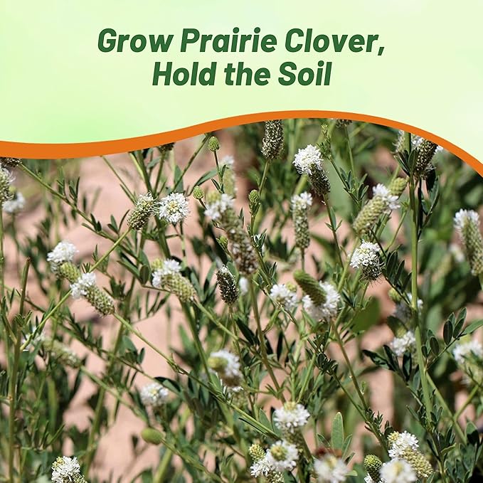Outsidepride White Prairie Clover Seeds - 1/4 lb. Perennial Seeds for Planting, Easy to Grow, Drought & Heat Tolerant, High Protein Forage for Livestock, Ideal for Meadow Gardens, & Xeriscaping