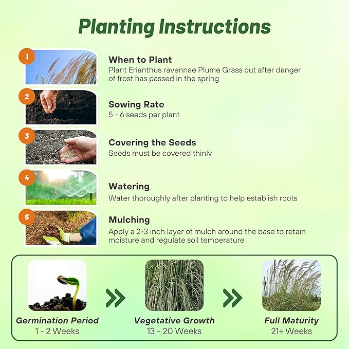 Outsidepride Erianthus Ravennae Plume Grass Seed - 500 Pcs Perennnial Hardy, Giant Ornamental Grass Seeds with Arching Gray-Green Leaves & Cream Plumes for Pampas Substitute