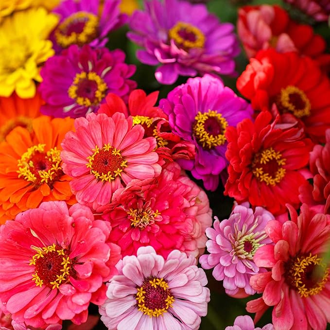 Eden Brothers Zinnia Seeds - Over The Rainbow Mix, Non-GMO Seeds for Planting, 1 oz | Low-Maintenance Flower Seeds, Plant During Spring, Zones 3, 4, 5, 6, 7, 8, 9, 10