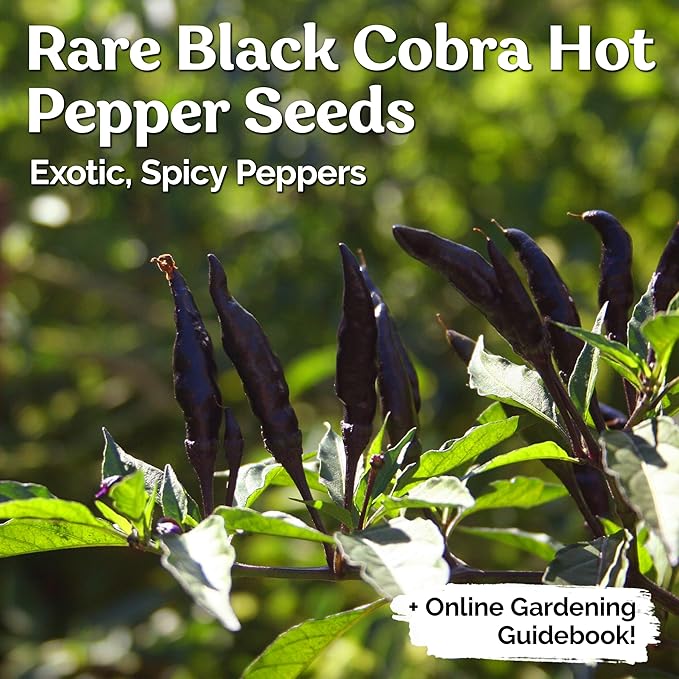 KVITER 30 Black Cobra Chilli Hot Pepper Seeds (Capsicum Annuum) – Goats Weed Pepper Heirloom Seeds, Organic Pepper Garden Seeds – Perfect Vegetable Seeds for Planting Outdoors & Indoor Garden