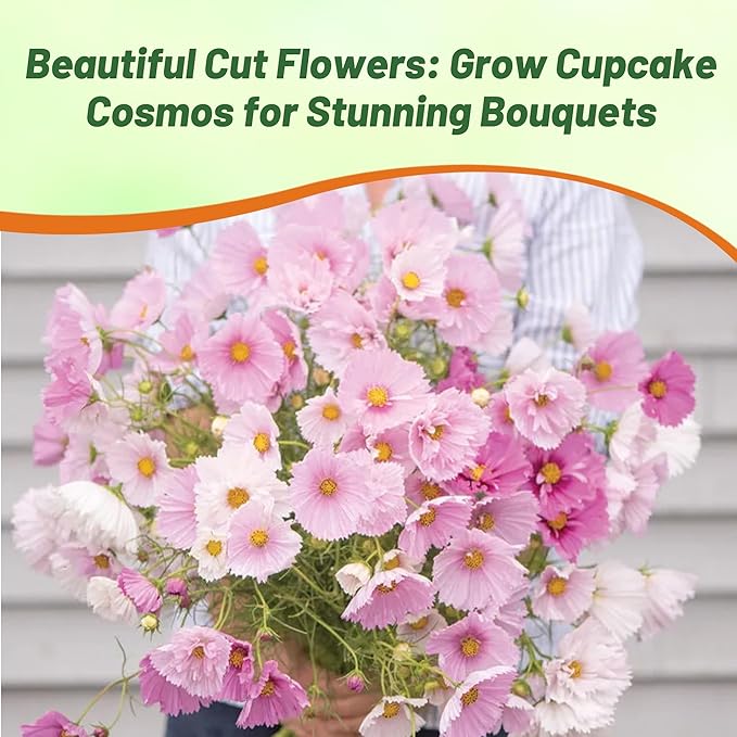 Outsidepride Cupcakes Blush Cosmos Bipinnatus Seeds - 50 Pcs Annual, Easy to Grow & Drought Tolerant Flower Seeds for Planting w/Finely Pleated Blooms, Ideal for Cut Flower & Wildflower Meadows