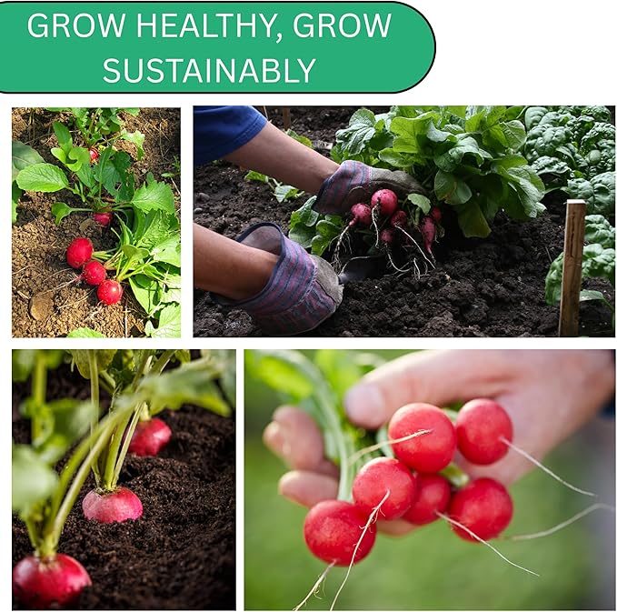Woods Creek Seeds: Cherry Belle Radish Seeds for Planting - Over 450 Heirloom Non-GMO Radish Seed Pack - Premium Radishes for Sprouting - Fast-Growing Radishes for Your Vegetable Garden