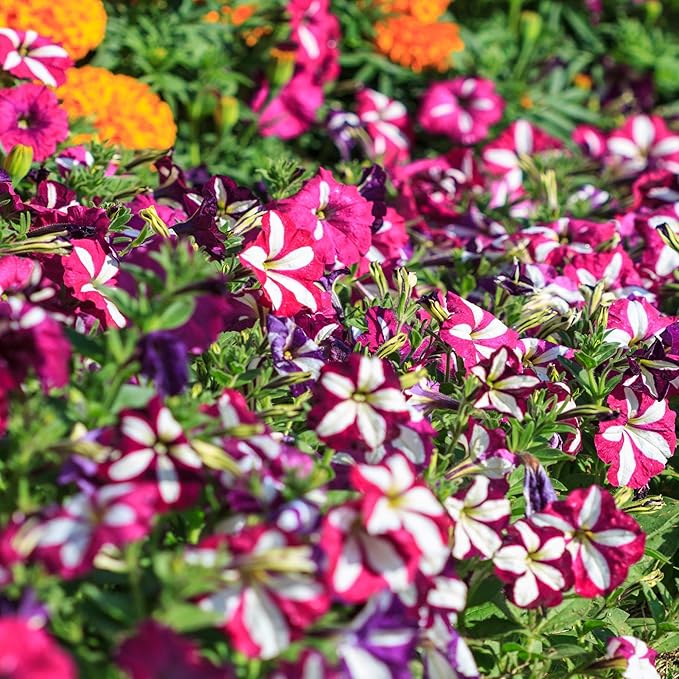 Outsidepride Star Multiflora Petunia Seeds - 1000 Pcs. Annual, Compact, Flower Seeds for Planting, Vibrant Blooms, Ideal for Garden Beds, Hanging Baskets & Container Displays