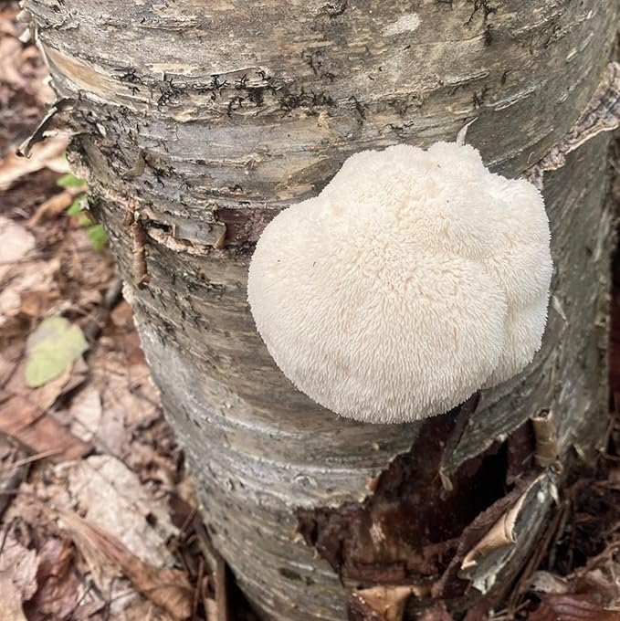 North Spore Organic Lion's Mane Outdoor Mushroom Log Growing Kit | Includes 100 ct. Bag of Plug Spawn | Complete Log Starter Kit with Instructions | Handmade in Maine, USA