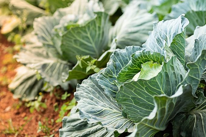 Copenhagen Cabbage Seeds for Planting – Plant & Grow Heirloom Copenhagen Cabbage in Home Outdoor Vegetable Garden, Brassica oleracea VAR. capitata – 2 Packets