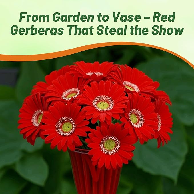 Outsidepride Red Gerbera Seeds - 10 Pcs Perennial, Compact & Low Maintenance, Flower Seeds for Planting w/Mounding Foliage & Vibrant Red Blooms, Ideal for Garden Landscaping & Cut Flower Arrangements