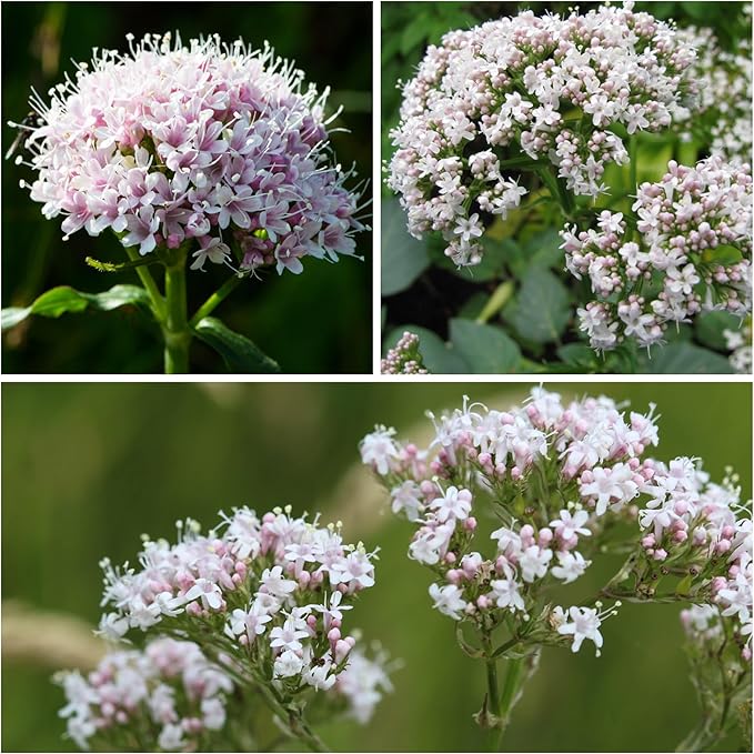 Seed Needs Valerian Seeds for Planting Stink Root Plants - Non-GMO Heirloom & Untreated Perennial Medicinal Herb Seed to Plant a Home Grown Outdoor Garden (1 Pack)