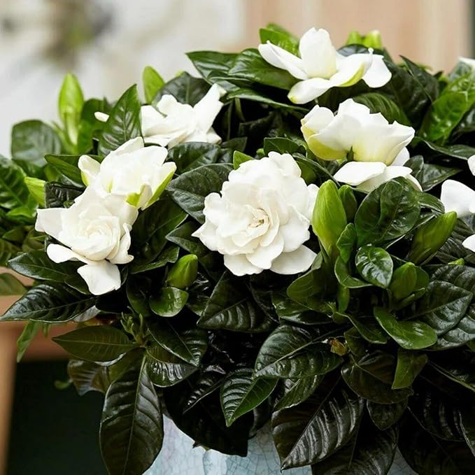 300+ Gardenia Jasminoides Seed Cape Jasmine Climber Vine Lovely White Flowers Highly Fragrant Spectacular Display
