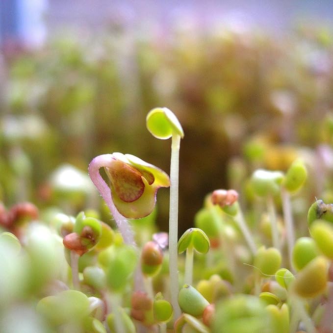 Organic Garden Yellow Pea Seed - 5 Lb ~10,000 Seeds - Non-GMO Heirloom Yellow Sprouting Pea Seeds for Microgreens Pea Shoots, Outdoor Gardening, Indoor Sprouts, Cover Crops, Organic Micro Greens Kit